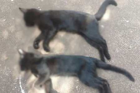 Crueldade: Gatos são encontrados mortos com sinais de envenenamento em Jales