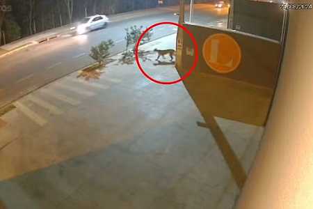 VÍDEO: Onça parda é flagrada em área urbana no interior de SP