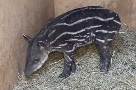 Zoológico recebe e trata animais vítimas de incêndios no interior de SP
