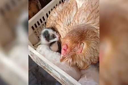 Veterinário se surpreende com ´adoção´ de filhotes de gato por galinha em sítio em SP: ´Primeira vez´