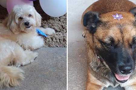 Cães morrem após serem esquecidos em carro de pet shop em Potirendaba