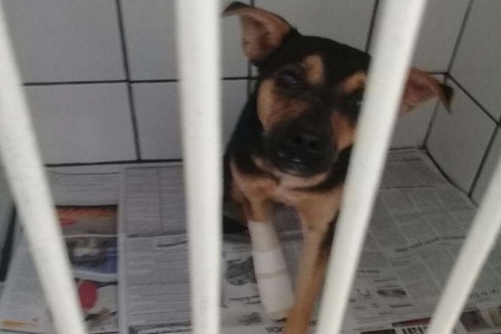 Cadela é resgatada após ter olho ferido com bola de gude, limão e sal