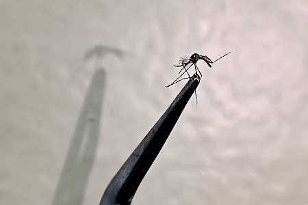 Prefeitura de Araçatuba confirma primeira morte por dengue em 2025