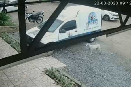 Cadela desaparecida percorre 13 km até achar pet shop em que foi adotada