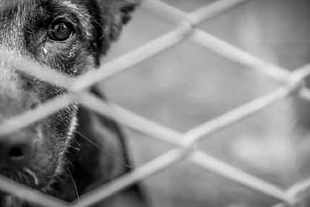 Discussão após denúncia de maus-tratos a animais mobiliza testemunhas em Fernandópolis