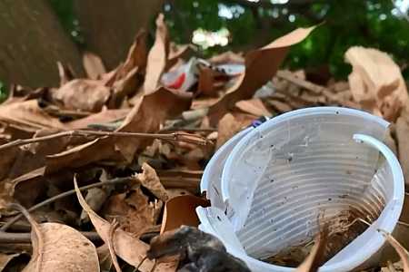 Cardoso confirma primeira morte por dengue no ano