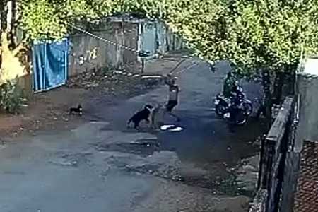 Homem é preso suspeito de dar pauladas em cães no meio da rua no interior de SP; um deles morreu