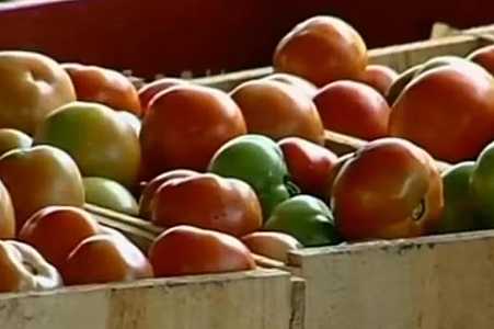 Importância do interior de SP no desenvolvimento da indústria do tomate é lembrada em livro de especialista da USP