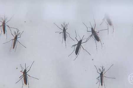 Morte por dengue é registrada em Bady Bassitt