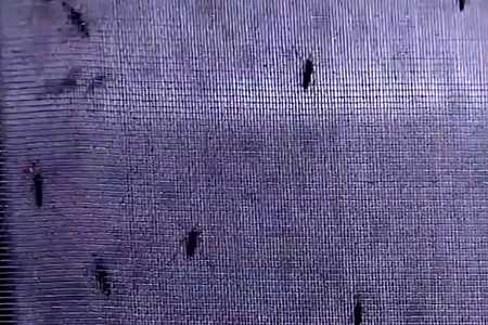 Saúde de SP confirma 2ª morte por dengue em Ariranha