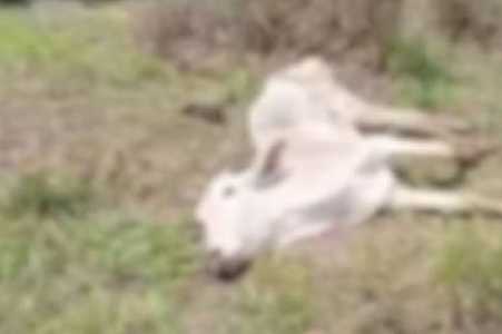 Polícia multa em R$ 507 mil dono de fazenda onde gado morreu por desnutrição no interior de SP