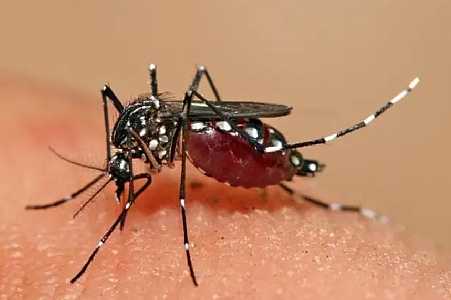 Noroeste paulista já registra 100 mortes por dengue e mais de 86 mil casos da doença neste ano