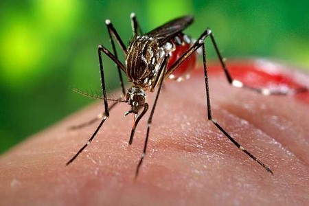 Saúde confirma 1º caso de vírus da zika em gestante de Votuporanga