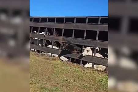 Caminhão carregado com gado tomba em canteiro de rodovia no noroeste de SP