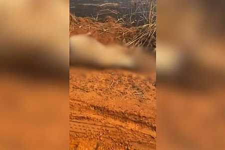Animais morrem durante incêndio em área de pastagem de Santo Antônio do Aracanguá
