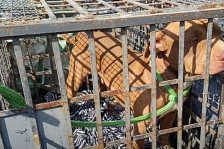 Idoso é preso por maltratar cão da raça pitbull no interior de SP
