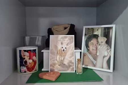 Perda de um pet pode causar tristeza profunda e até depressão; psicóloga orienta como enfrentar o luto