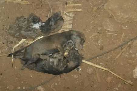 Polícia flagra 4 filhotes mortos e aplica multa de R$ 42 mil em Fernandópolis