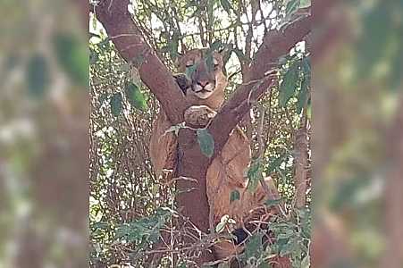 Onça-parda é flagrada em árvore próxima a escola no interior de SP; animal foi capturado pelos bombeiros