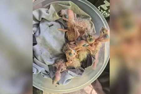 Filhotes de papagaio-verdadeiro são resgatados após serem anunciados para venda em aplicativo