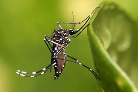 A cada 100 casas pesquisadas pela Saúde em Votuporanga, 5% têm larvas do Aedes aegypti