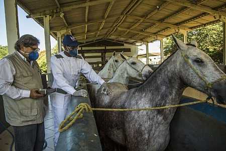 Soro com anticorpo de cavalo é esperança para tratar Covid