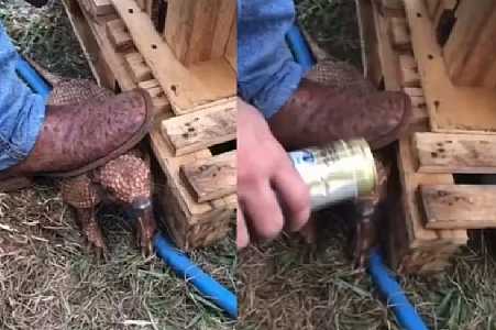 Homem é denunciado por obrigar tatu a tomar cerveja em Valentim Gentil
