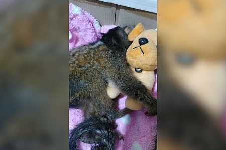 Motorista de ambulância resgata sagui ferido em rodovia no interior de SP: ´Acostumada a socorrer´