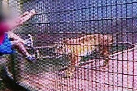 Menino atacado por tigre pediu para que não matasse o animal, diz pai