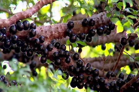 Produtores do Noroeste de São Paulo estão satisfeitos com a jabuticaba