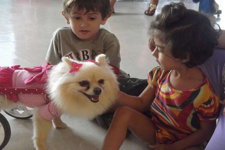 Cadelinha em cadeira de rodas visita pacientes e vira mascote da AACD