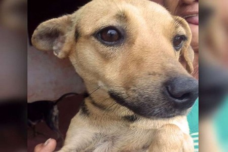 Cadela fica em casa demolida à espera do dono que morreu