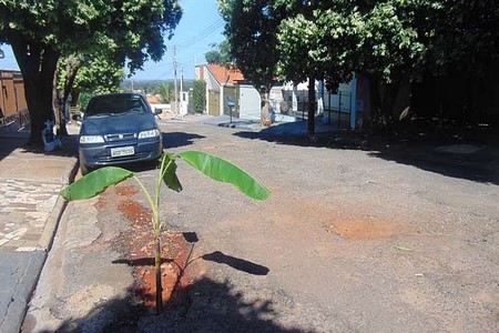 Moradora de Jales planta bananeira em buraco na rua 