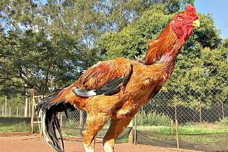 Raça deixa galos gigantes e valiosos em Bauru
