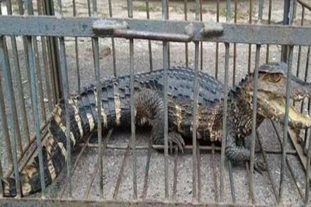 Mulher encontra jacaré na varanda de chácara em Araçatuba