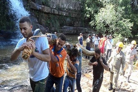 ´Resgate´ de sucuri de seis metros mobiliza 10 homens em cidade de MT