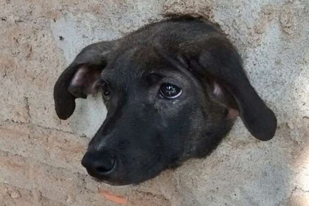 Cão é resgatado após ficar com a cabeça presa em buraco de muro