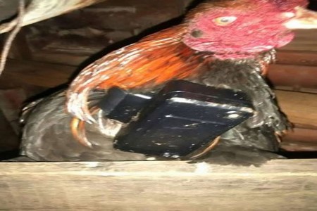 Preso tirava tornozeleira eletrônica e colocava em pescoço de galo no RS