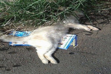 Polícia investiga a morte de 18 gatos envenenados em Fernandópolis