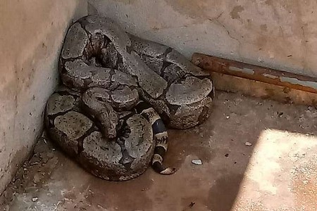 Cobra jiboia é encontrada por criança no quintal de casa em Araçatuba