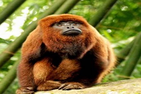Macaco assusta moradores da região