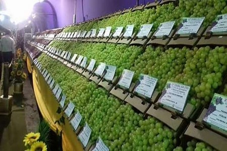 QUALIDADE DA UVA MELHORA EM 2017 E PRODUTORES DE PALMEIRA D´OESTE COMEMORAM SAFRA 
